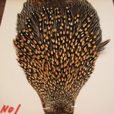 ジャングルコック　グレードA　少量ですが入荷致しました。