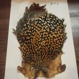 ジャングルコック各グレードが入荷致しました。