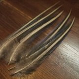 バーチュリンガレナ、各部位が入荷致しました。