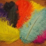 希少なマテリアル、リア、ハイグレードのオーストリッチが入荷致しました。