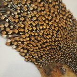 ジャングルコック￥６８００～￥１３８００計１２枚掲載致しました。