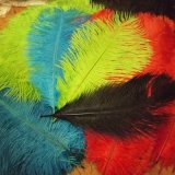 良質のオーストリッチが再入荷致しました。