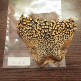 ジャングルコックミニ　再入荷致しました。