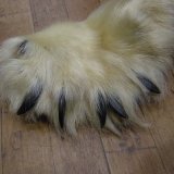 ポーラーベア爪付が入荷です