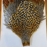 ジャングルコックSグレードBグレードが入荷致しました。