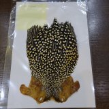 ジャングルコック B  A AA 各グレードが入荷致しました。