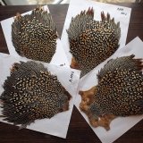 ジャングルコック、　スペックルドフェザントセンターテール