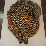 ジャングルコック　ウルトラグレード　１枚入荷致しました。