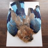 マテリアル（ジャングルコック、ローレル）が入荷致しました。