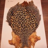 ジャングルコック　入荷致しました。