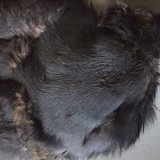 ブルーイヤーフェザント　コンプリートが入荷致しました。