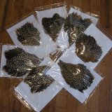 ジャングルコック入荷です