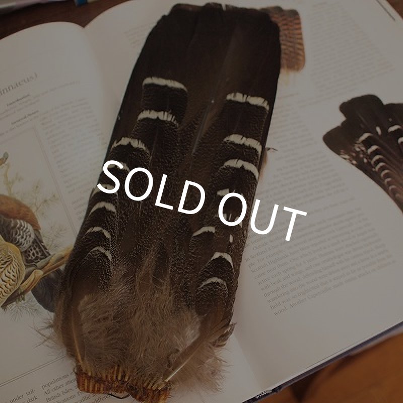 画像1: カペカリー（オス）コンプリートテール (1)