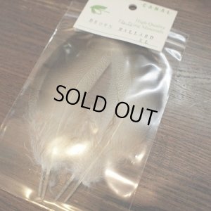 画像1: 【CANAL】BROWN　MALLARD　ＸＬ