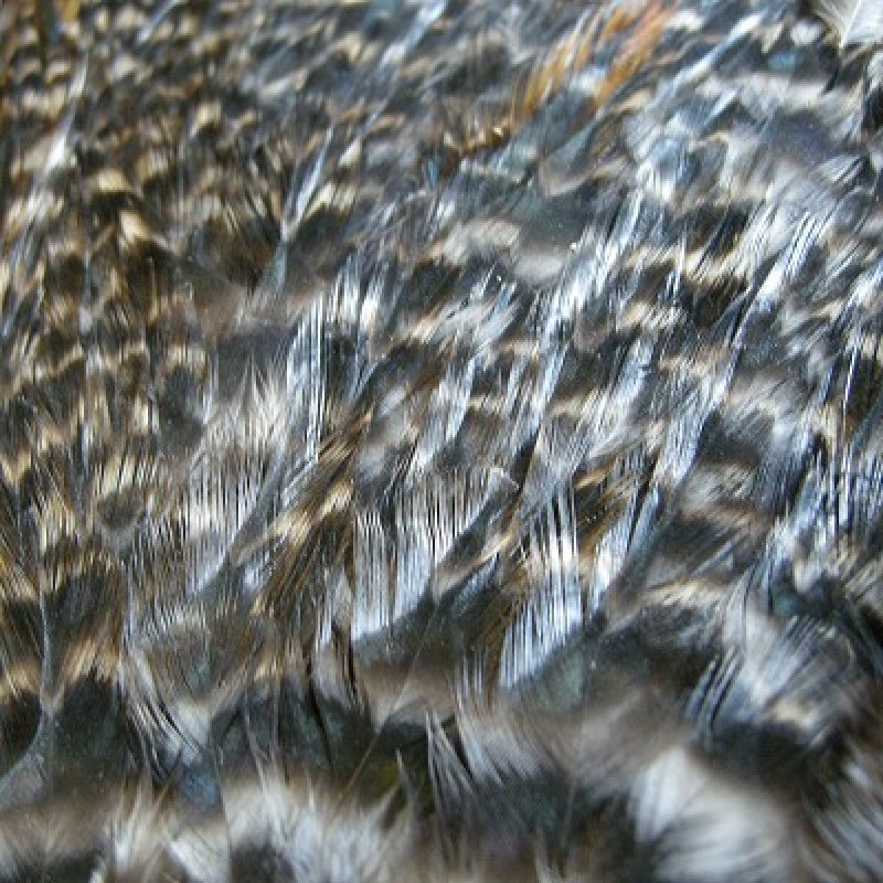 画像1: 【Ewing】SaltWater Cock Saddle No.2Grade 