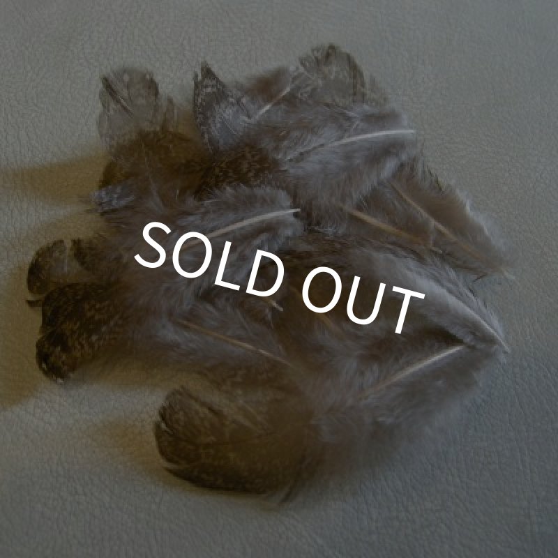 画像1: ピーコックフェザント・ボディーフェザー (1)