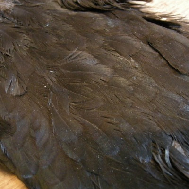 画像1: 【ANGLE】 ヘンハックル サドル