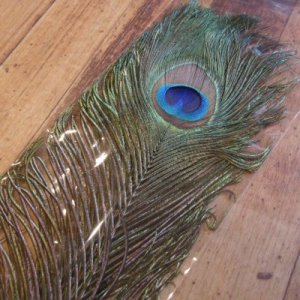 画像1: 【CANAL】 Peacock Eye Super