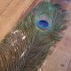 【CANAL】 Peacock Eye Super