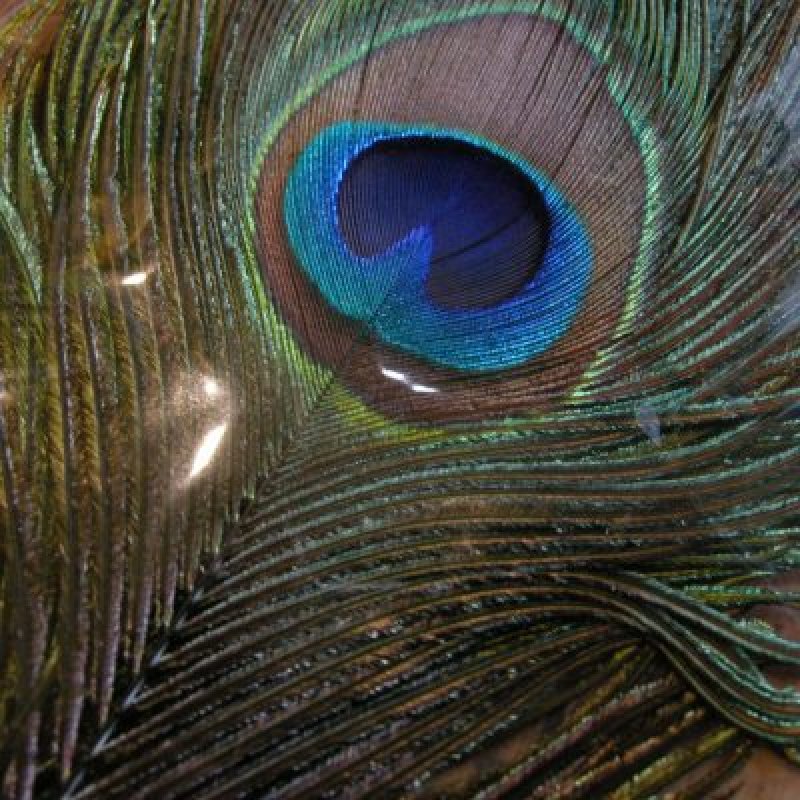 画像2: 【CANAL】 Peacock Eye Super
