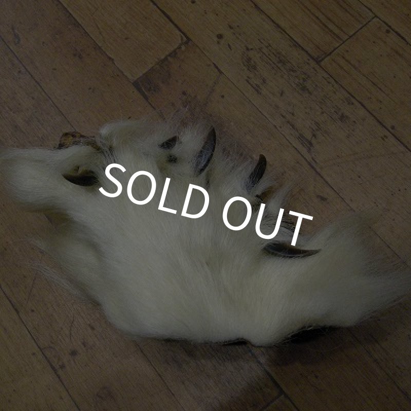 画像1: ポーラーベア　前足（爪付）A-2 (1)