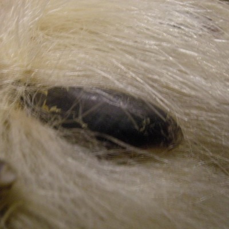 画像2: ポーラーベア　後足（爪付）R-4