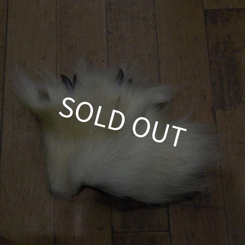 画像1: ポーラーベア　後足（爪付）B-1 (1)