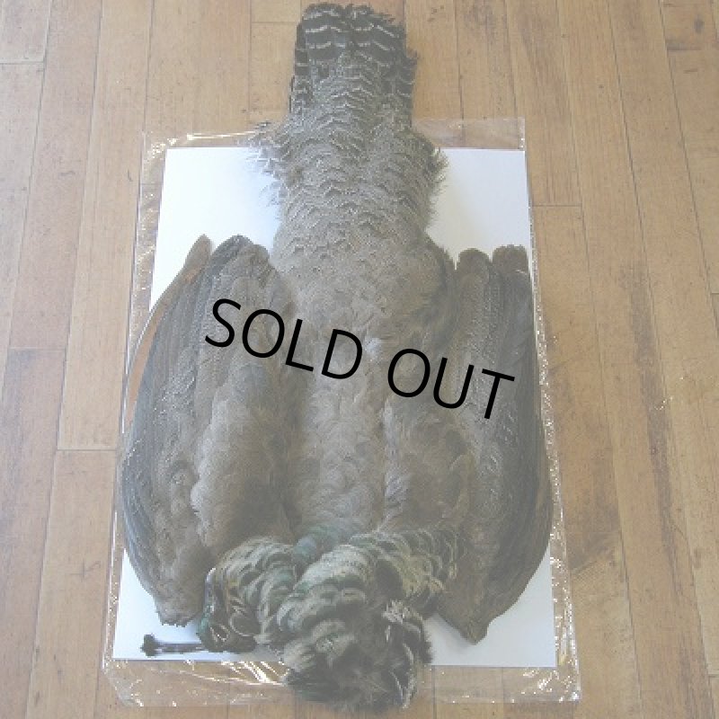 画像1: ピーコックヘン・コンプリート (1)