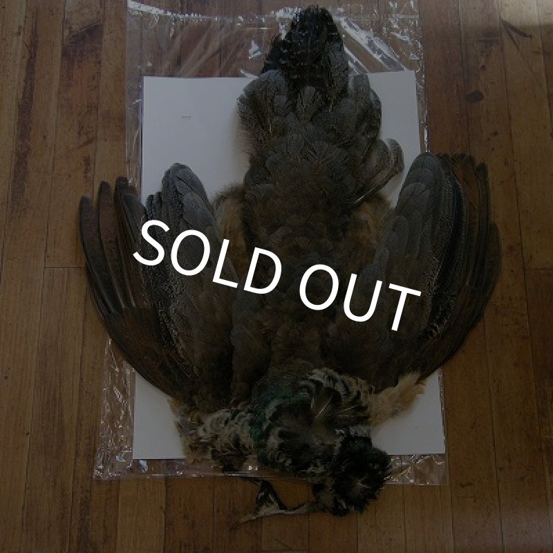 画像1: ピーコックヤング・コンプリート (1)