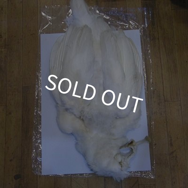 画像1: 【CANAL】 WHITE PEAHEN コンプリート (1)