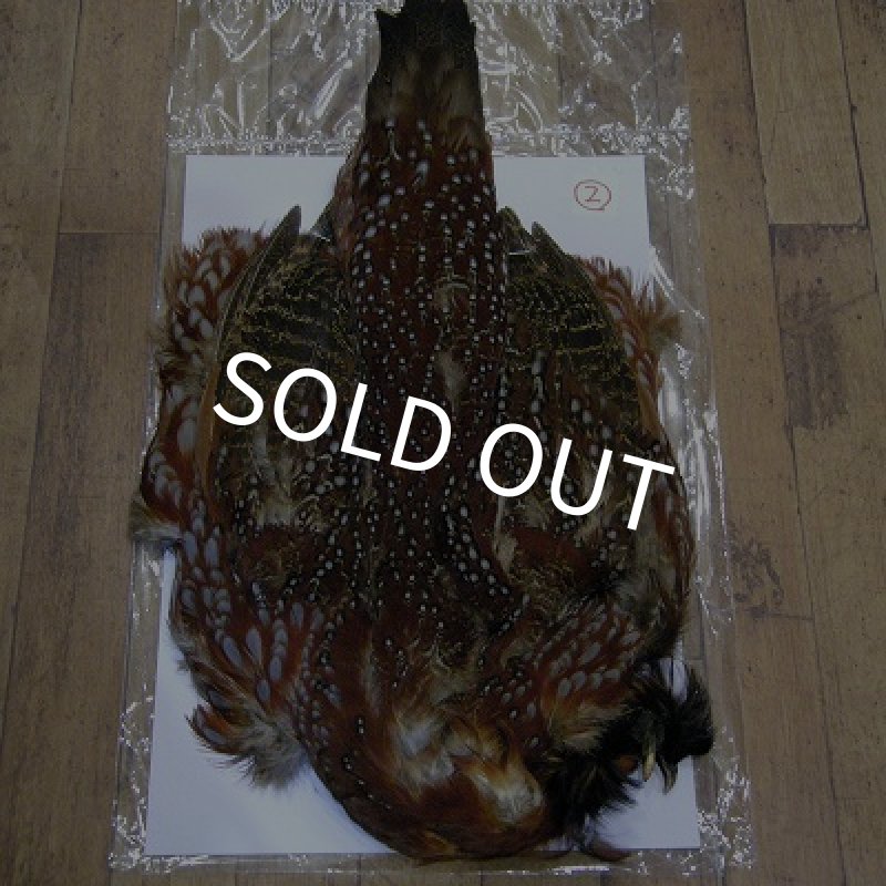 画像1: 【CANAL】 テネミクス タゴパン コンプリートNo.2 (1)