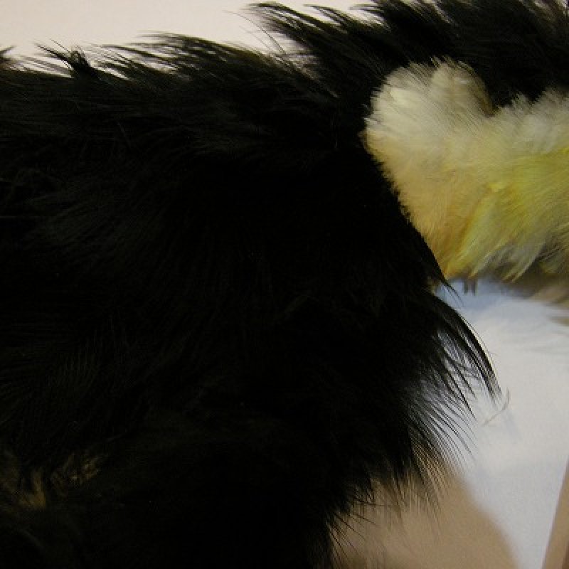 画像3: 【CANAL】 Toco Tocan コンプリート