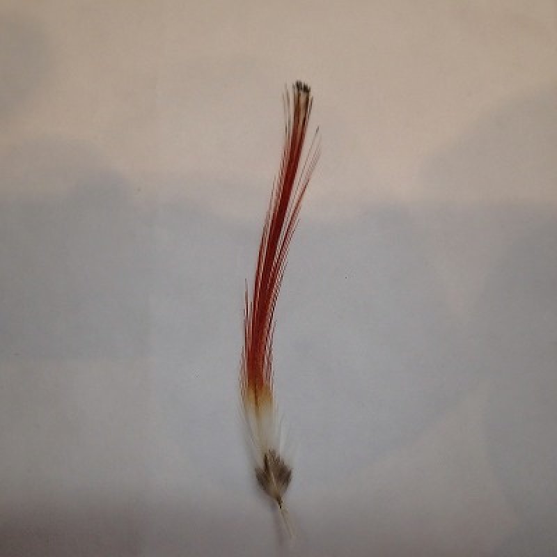 画像2: 【ANGLE】AMHERST PHESANT CREST (2)