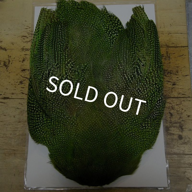 画像1: ギニア・コンプリート　ダイド・グリーン (1)