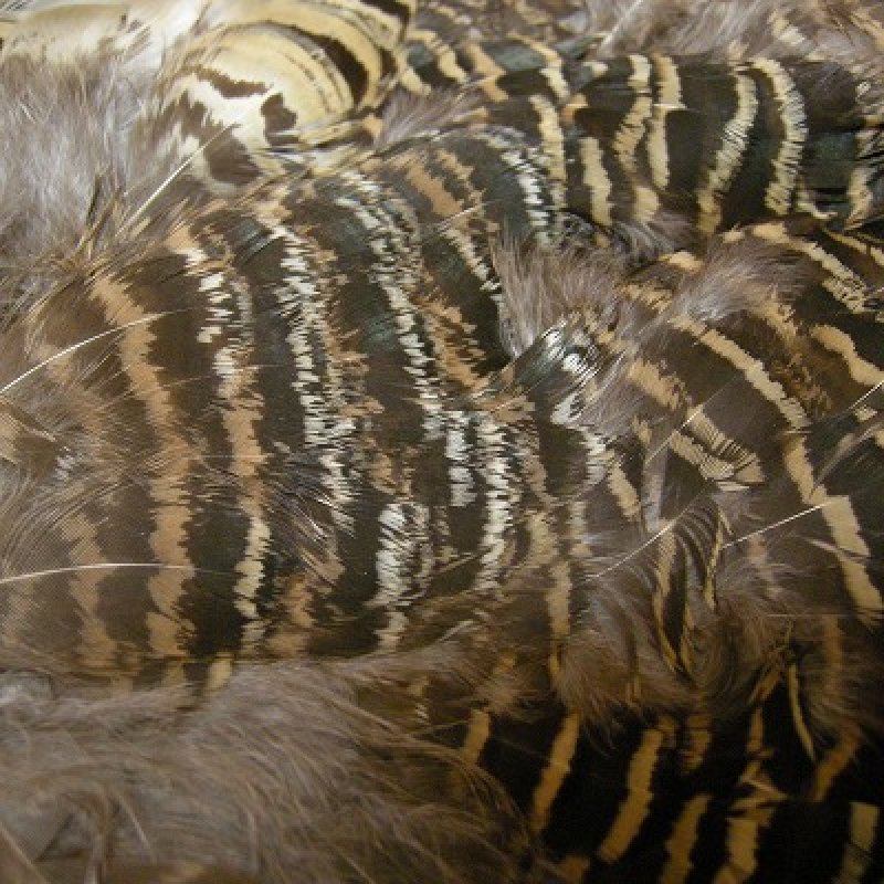 画像1: HEN AMHERST コンプリート