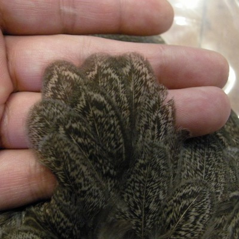 画像1: 【WHITING】 Brahma Hen Wing GOLD GRADE