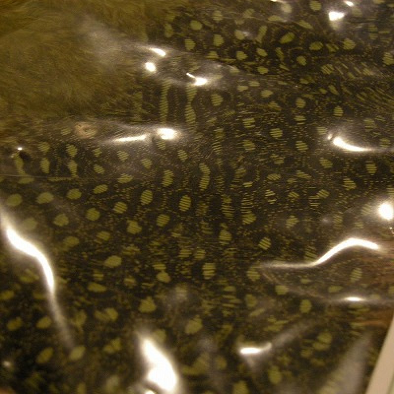 画像3: 【CANAL】GUINEA ギニアハックル(ラージ)