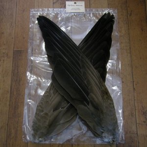 画像1: 【ANGLE】 Gray Goose Pointers Wing