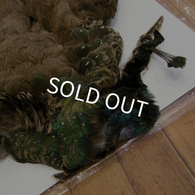 画像2: 【CANAL】 ピーヘン・ヤング　コンプリート (2)