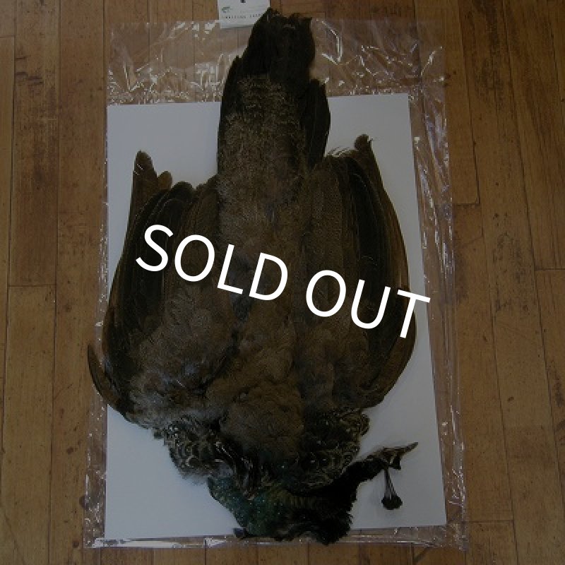 画像1: 【CANAL】 ピーヘン・ヤング　コンプリート (1)