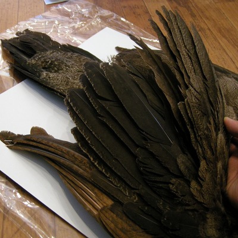 画像1: 【CANAL】 ピーヘン・ヤング コンプリート