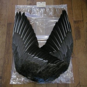 画像1: 【ANGLE】 Gray Goose Complete Wing