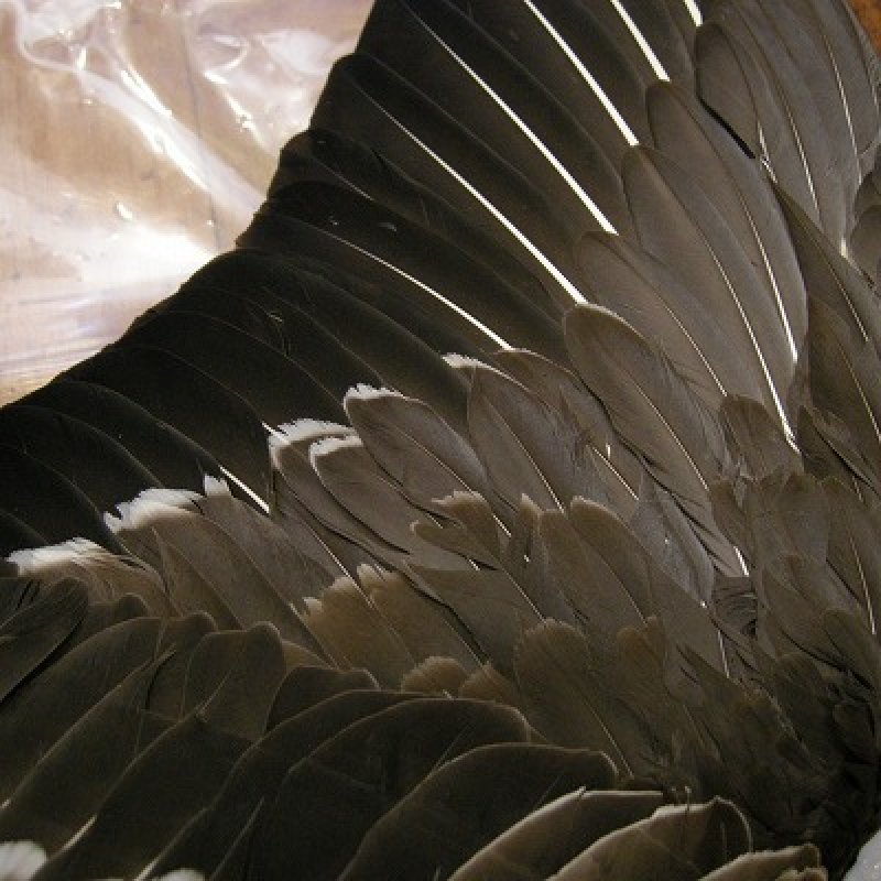 画像3: 【ANGLE】 Gray Goose Complete Wing