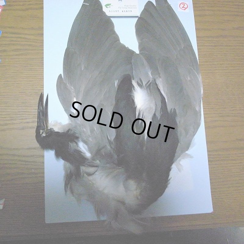 画像1: 【CANAL】Night Heron (2) (1)