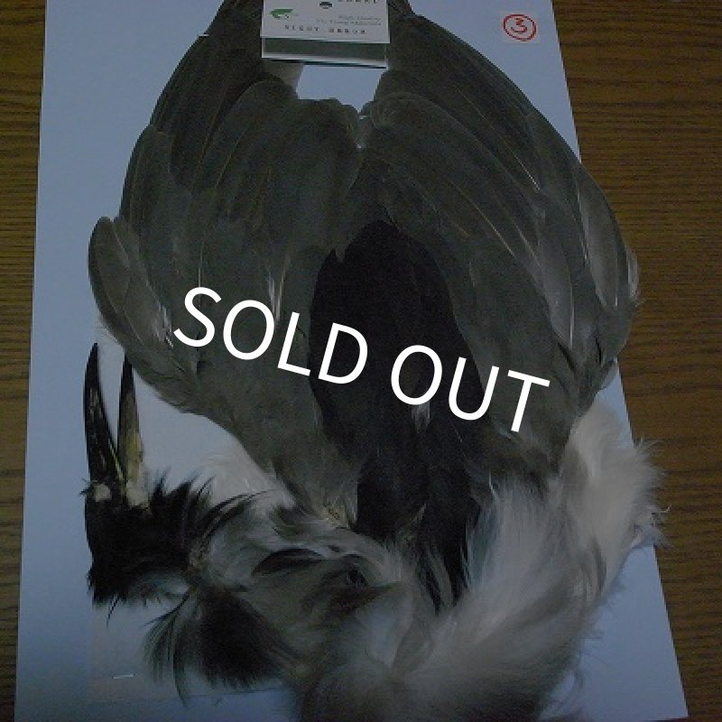 画像1: 【CANAL】Night Heron (3) (1)