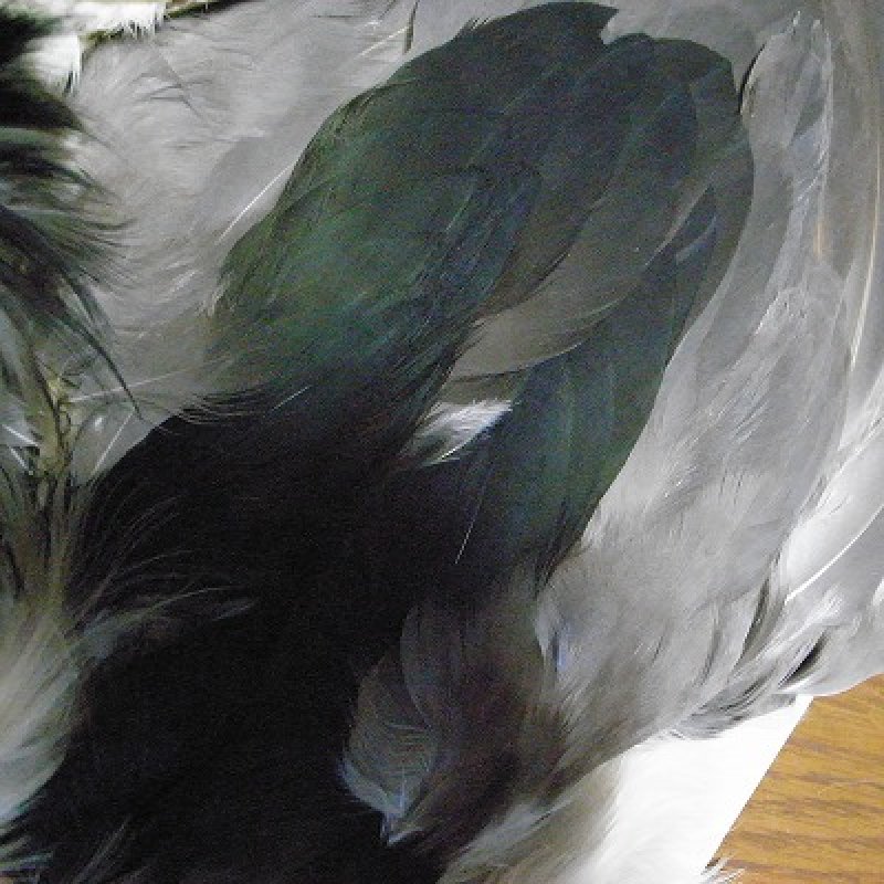 画像2: 【CANAL】Night Heron (3)