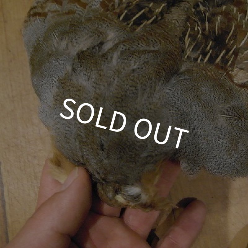 画像2: 【ANGLE】 Partridge Complete Skin　＃1 (2)