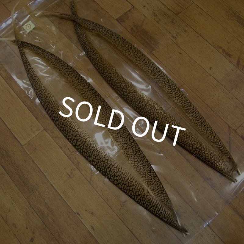 画像1: Golden Pheasant Tail  1ペア (1)