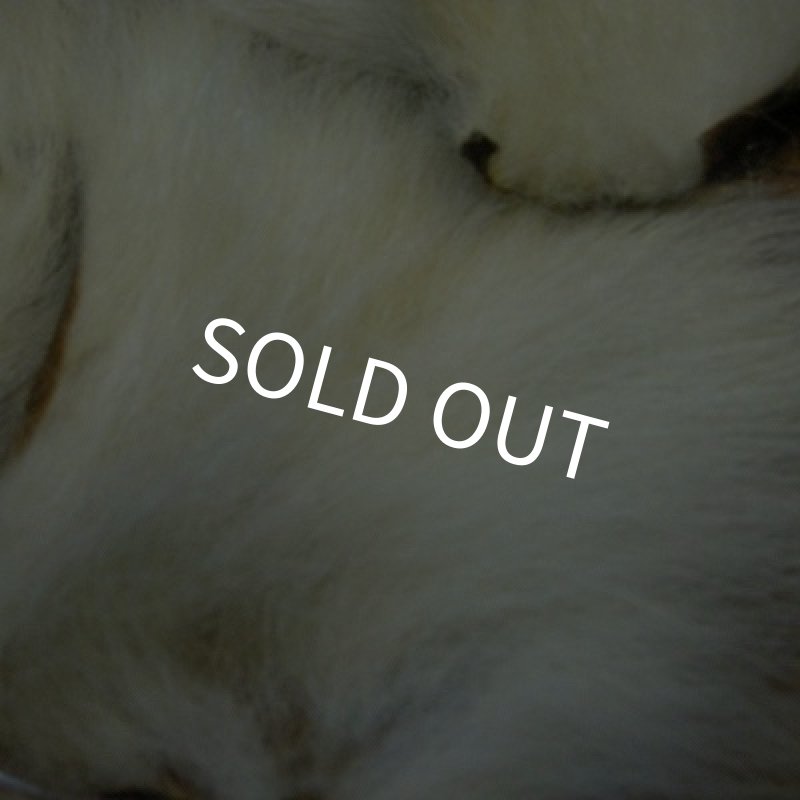 画像4: ポーラーベアー（徳用パック）(7) (4)