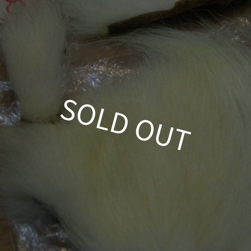 画像4: ポーラーベアー（徳用パック）(8) (4)